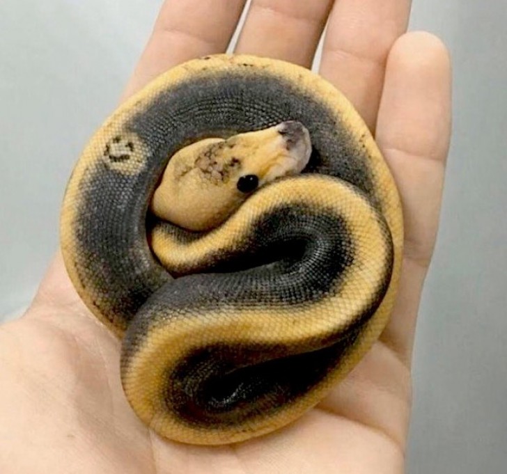 Un smile est tatoué sur la peau de ce serpent.