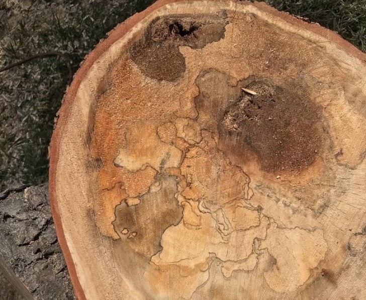 Sulla sezione di questo albero sembra esserci una mappa.