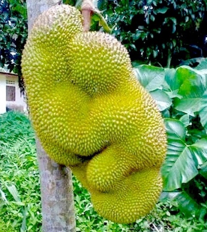 Een jackfruit dat lijkt op een moeder die haar zoon omhelst...