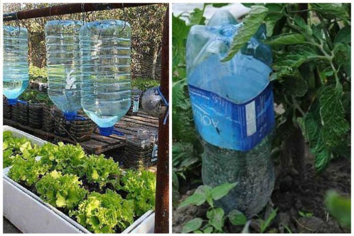 Drip irrigation created with plastic bottles.