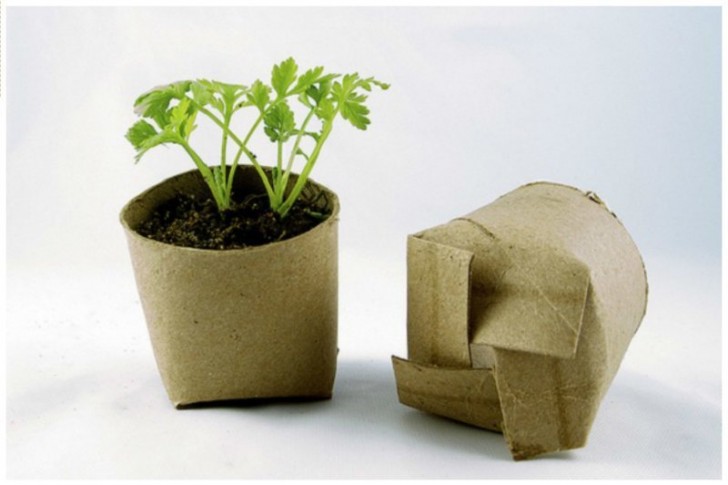 Empty cardboard toilet rolls are ideal for sprouting seeds.