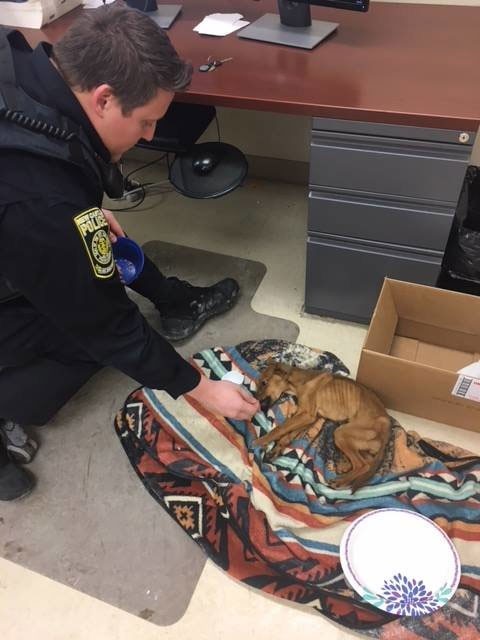 Der Welpe verbrachte die restlichen Stunden der Nacht in der New Castle Police Station.