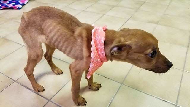 Little Miranda was emaciated, anemic, and struggling with a dangerous staph infection.
