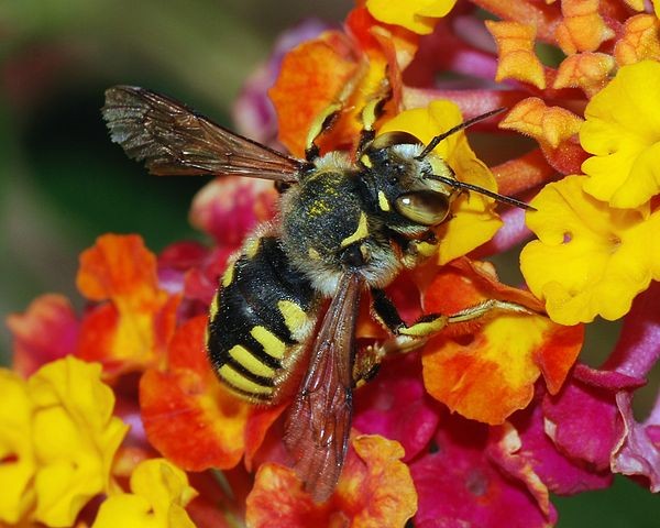 Die wichtigste Aufgabe, die die Bienen übernehmen ist nicht die Honigproduktion, sondern die Vermehrung der Pflanzen. Einge Pflanzen können sich nur durch die Bestäubung durch die Bienen fortpflanzen.