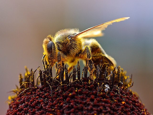 Pourquoi les abeilles disparaissent-elles ?