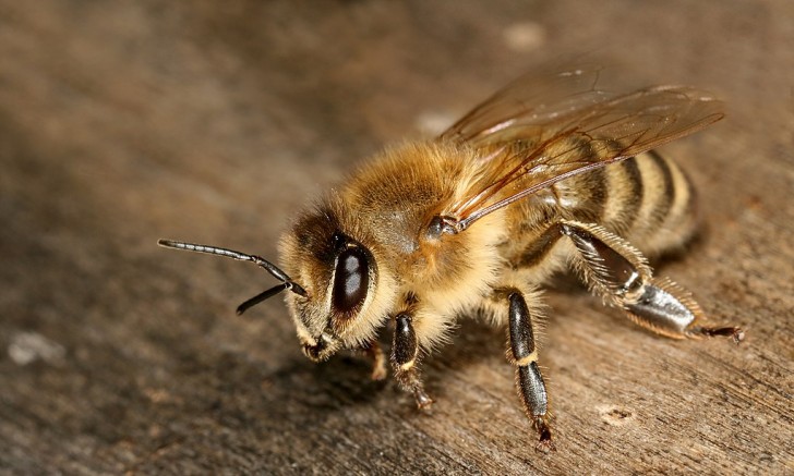 Die Nutzung des Handies und der Einsatz von Pestiziden scheint unverzichtbar zu sein. Aber was kann man dann tun um die Bienen zu retten?