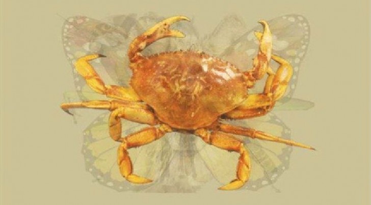 #9 Crab