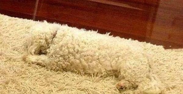 13. A wool carpet and ... a dog!