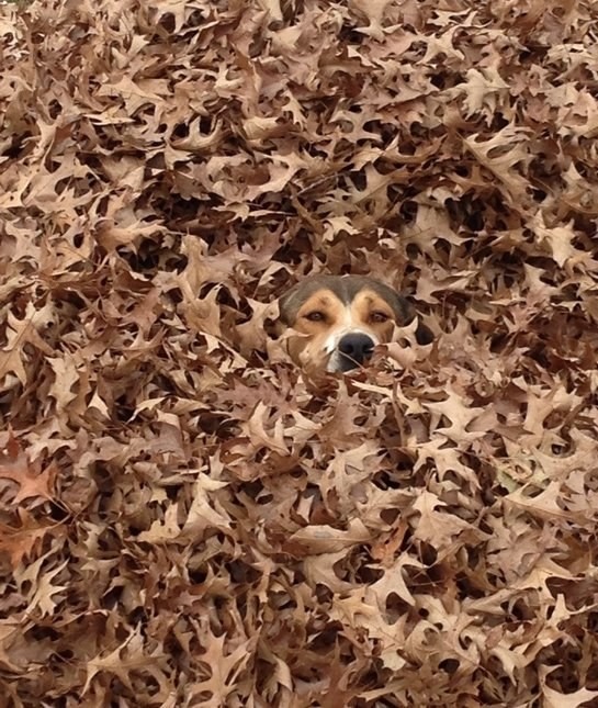 17. Il n'y a pas de moquette, alors il essaye avec les feuilles !