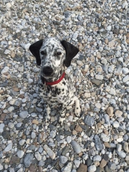 6. Here this dog is saved thanks to its ears and collar ... Awesome!