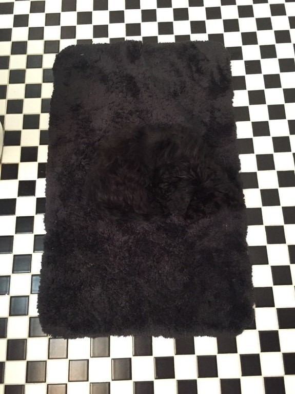 7. Surely, this dog's owners know that this black rug should NOT be used!