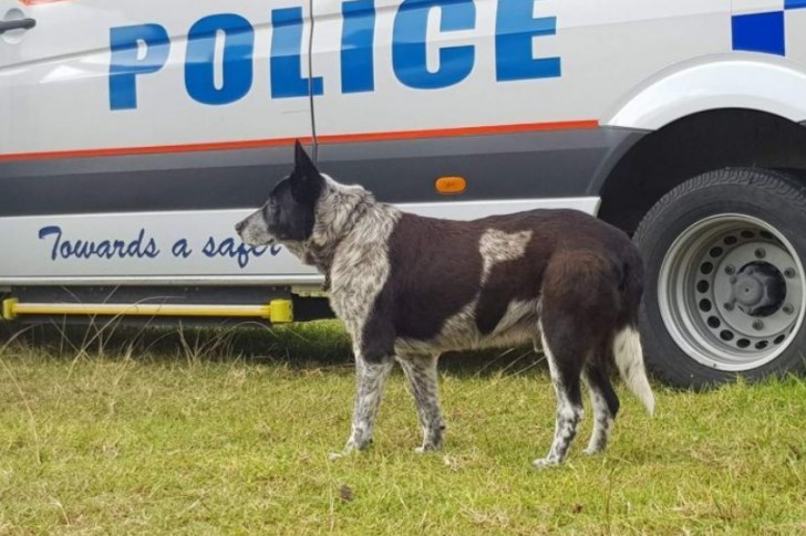 La Policia de Queensland ha homenajeado al dulcisimo y valiente Max nombrandolo policia ad honorem.