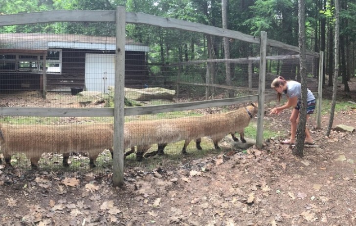 10. Animali a quattro zampe che si trasformano in lombrichi giganteschi.