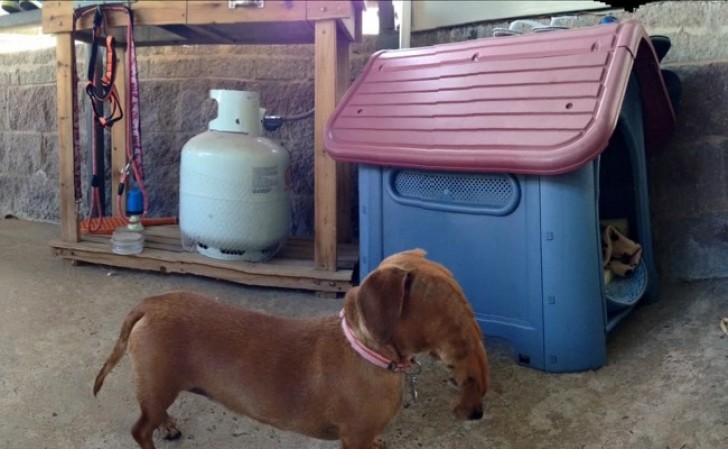 19. From dog to a tapir in one click!