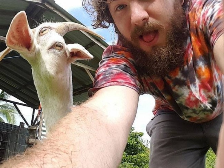 5. Panorama mode + a goat on the move = a funny photo!