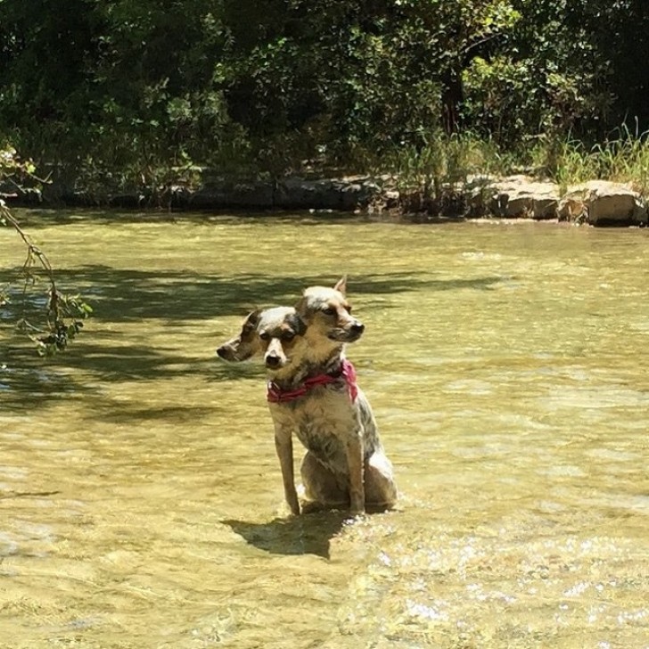 8. Hond met drie koppen.