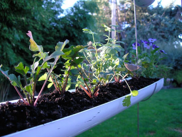 6. A series of rain gutters can become a beautiful hanging vegetable garden.
