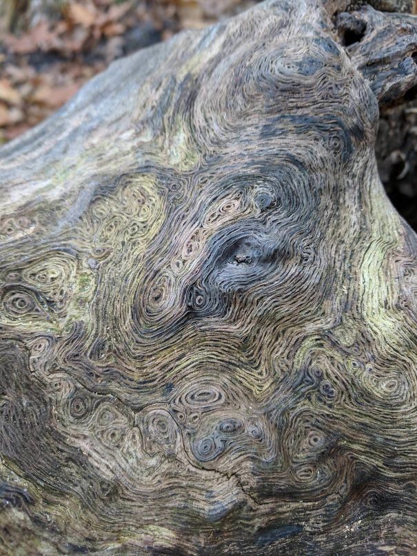 die natürliche Zeichnung eines Baumstamms.