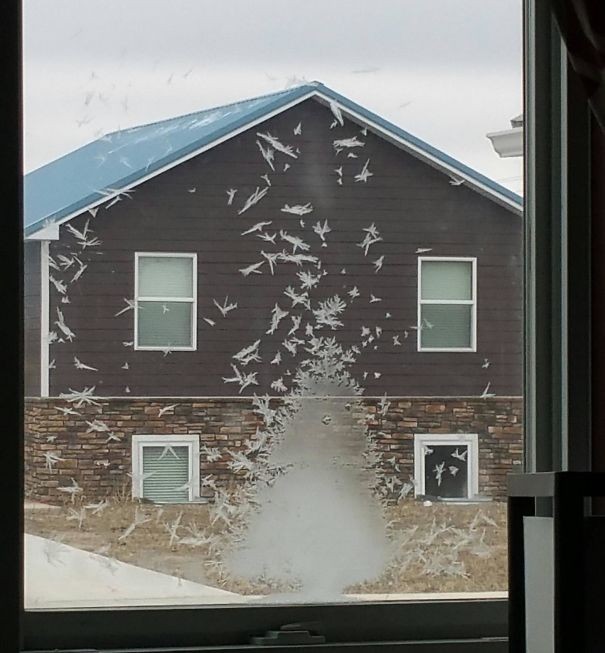 Le verre gelé d'une maison crée la forme d'un arbre entouré d'oiseaux.