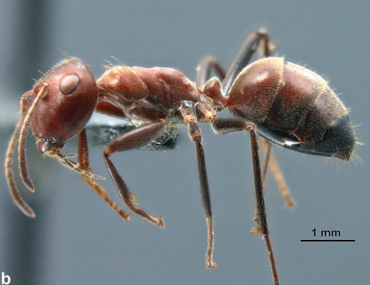 La formica che si fa "esplodere".