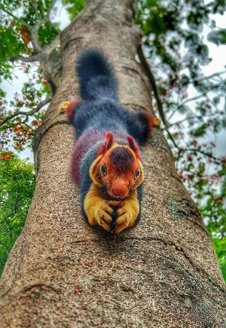This giant Indian squirrel, also known as Malabar, is a large squirrel that lives on trees in India.