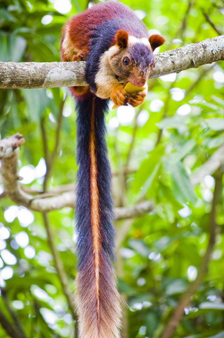 Le poil est habituellement bicolore, parfois tricolore : mais à la lumière du soleil, les nuances sont assez nombreuses pour confondre l'animal avec un animal fantastique.