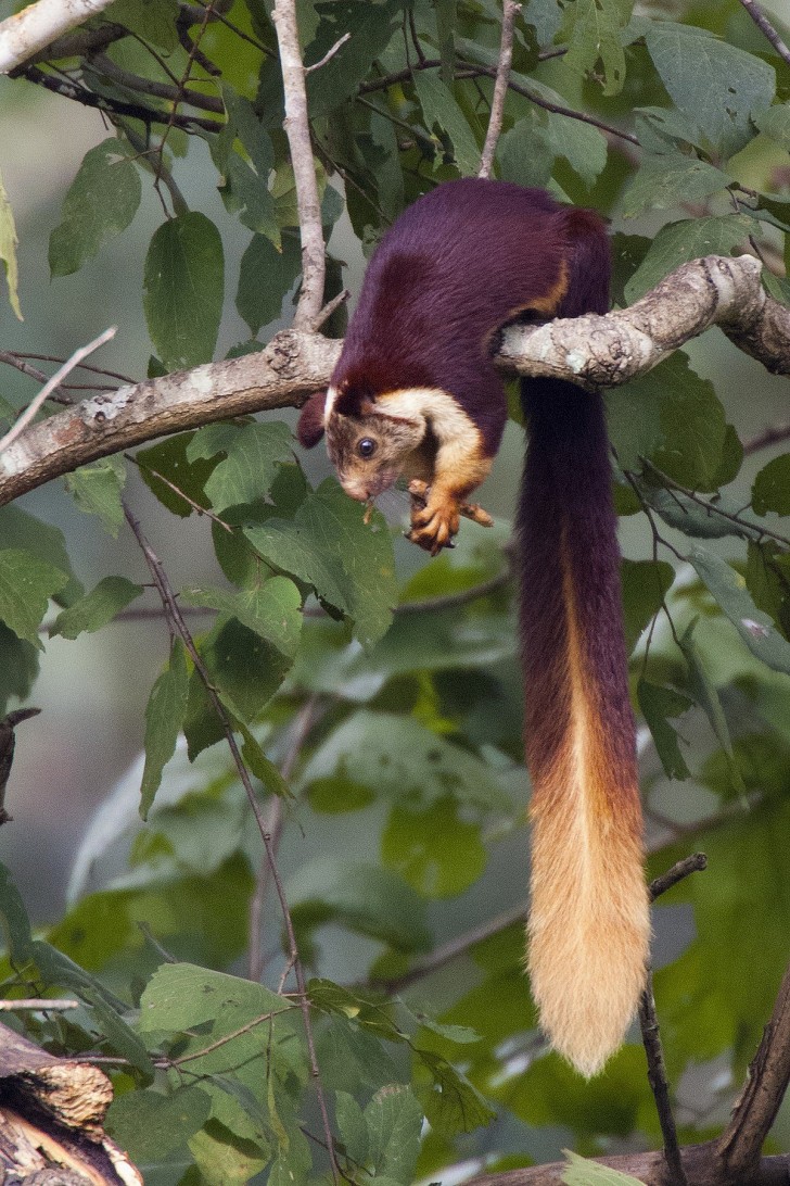 As an adult, the Malabar can exceed 3 ft (90 cm) because its tail is incredibly long and thick!