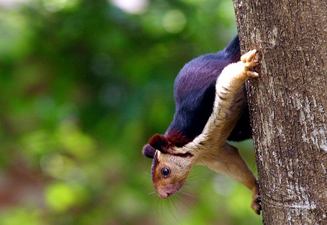 È diffuso in maniera quasi esclusiva nelle foreste dell'India, il che lo rende ancora più speciale.