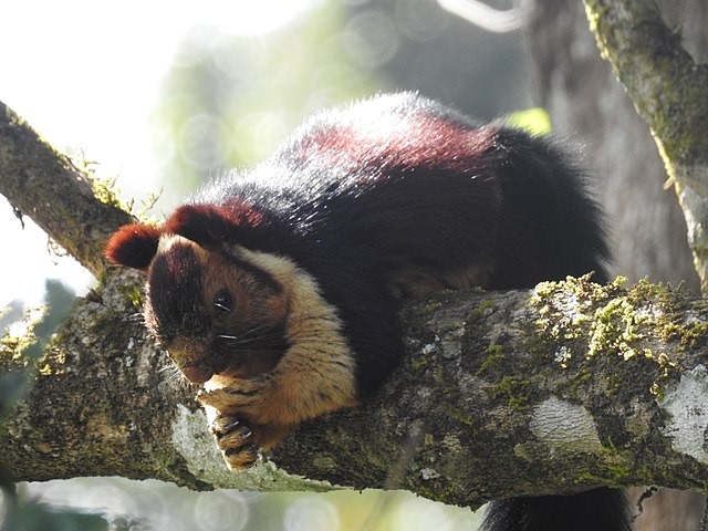 Comme son proche parent, le Malabar est capable de très longs sauts : il peut même atteindre en vol une branche à 6 mètres de distance !