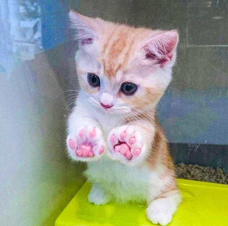 Just look at those paws!
