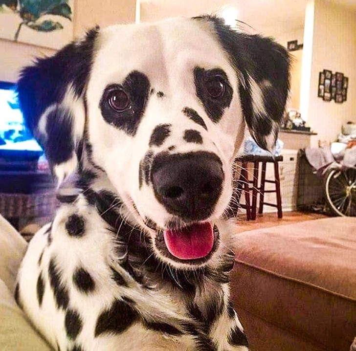 This dog is so loving! You can see it in its eyes!