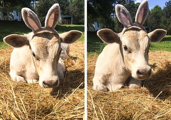 Is that cow wearing a pair of bunny ears?!