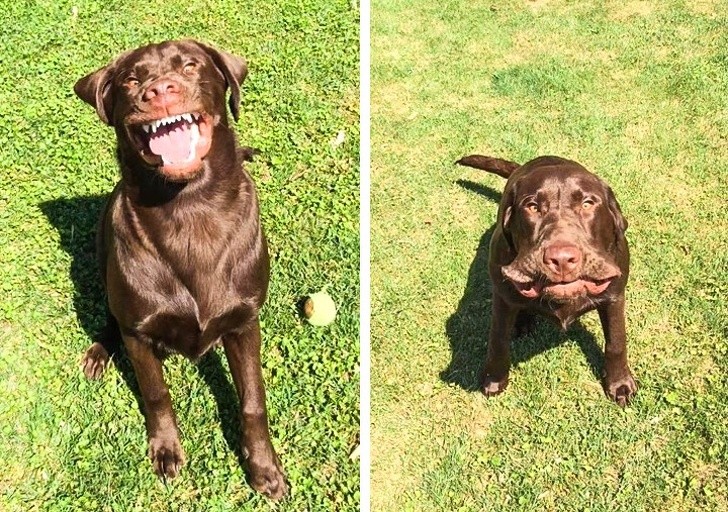 The exact moment when a dog sneezes.