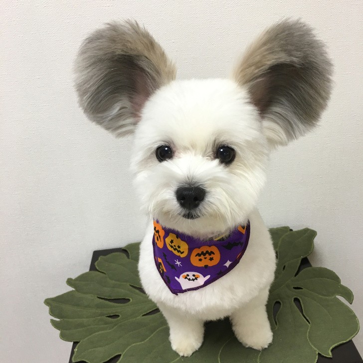 Un perrito con las orejas de raton.