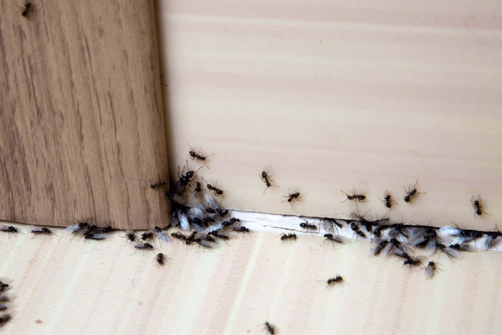 9 totally natural remedies to keep ants away from your house! - 4