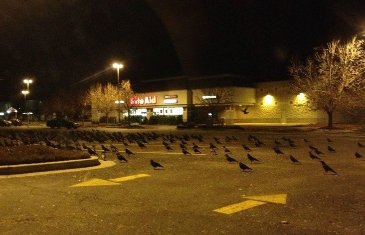 Minha mãe me mandou no supermercado de noite. Na frente tinha este exército de corvos.