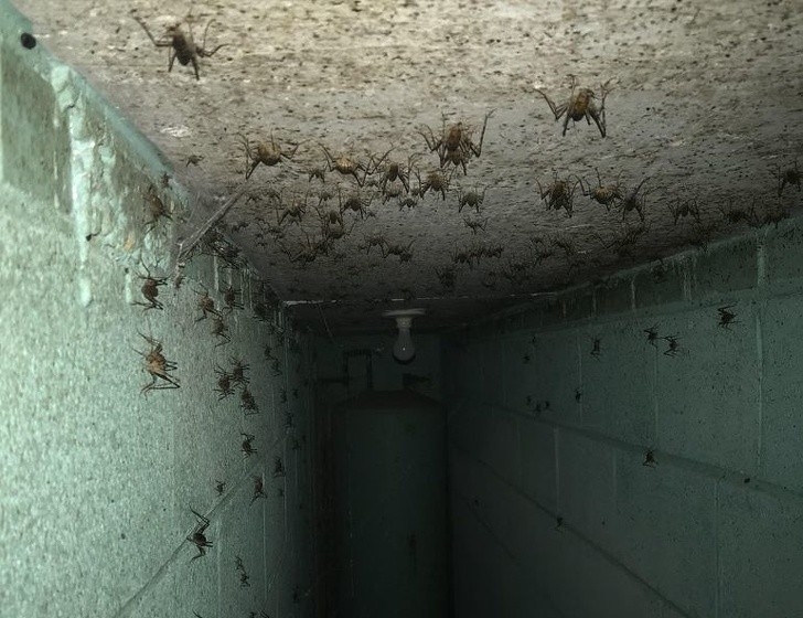 "Det finns en bunker under mitt hus: Jag slog på min kameran på min smartphone för att fotografera vad som fanns i en av tunnlarna."