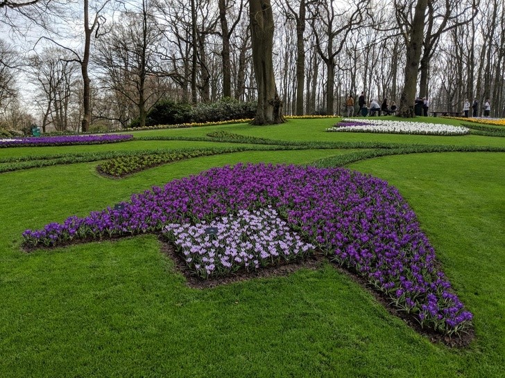 1. Questi tulipani sono stati piantati a terra per formare un tulipano più grande.