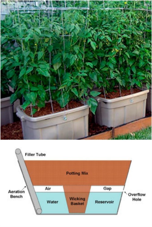 Tomaten sind Pflanzen, die einen bestimmten Wasserbedarf haben: Um die richtige Menge zu gewährleisten, könnt ihr sie in diesen Kunststoffbehältern pflanzen, wie im folgenden Diagramm dargestellt.