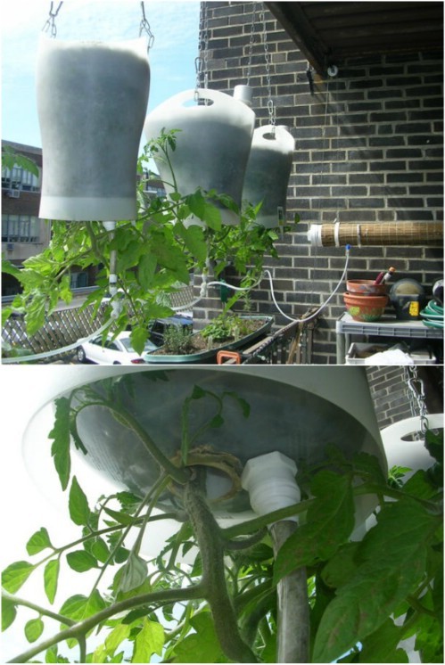 If you live in an apartment you could think of planting strawberry plants and tomatoes upside down. In this way, watering them will be very easy, for example using the drip method.