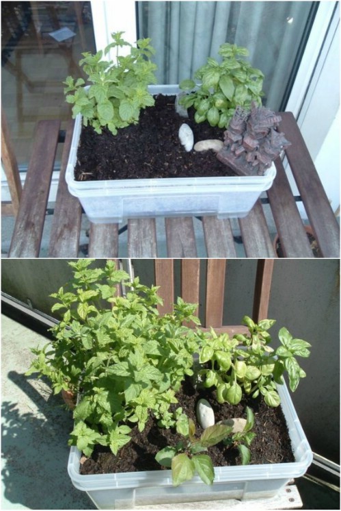 Obtain two transparent plastic containers of the same size. Drill a hole in one and pass lanyards through the holes and cover them in part with the soil. Fill the other container with water and make sure that the lanyards can transfer the water from the first to the second container.