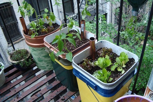 Você também pode criar um sistema de irrigação criando um fundo duplo e enchendo o vaso de baixo com água.