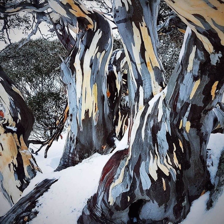 1. L'écorce des arbres à caoutchouc de la neige dessine une tableau dans la forêt !