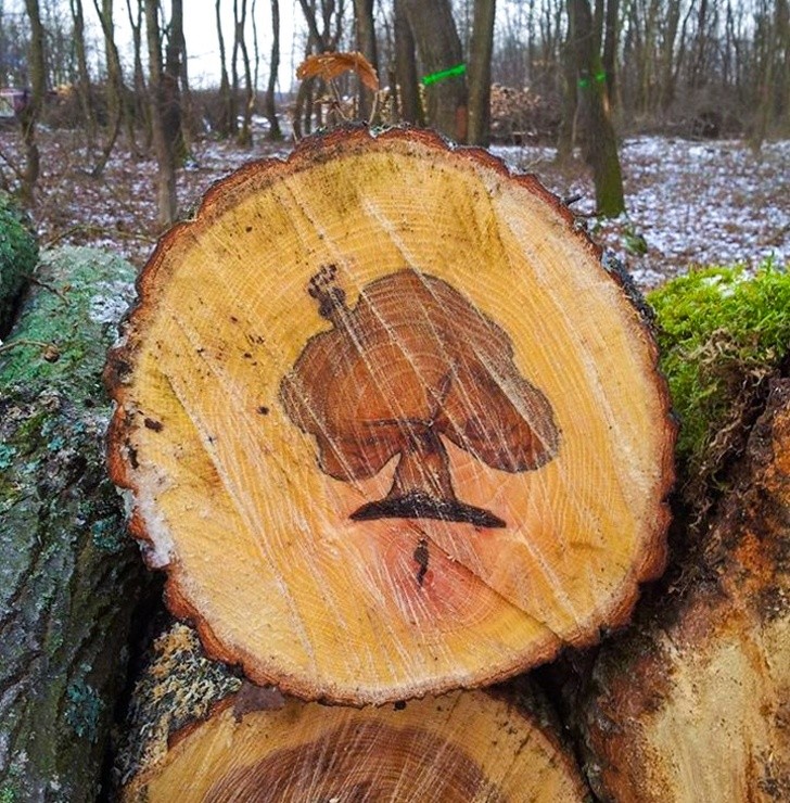12. Étranges Matryoshkas dans le bois : la forme d'un arbre à l'intérieur d'un arbre.