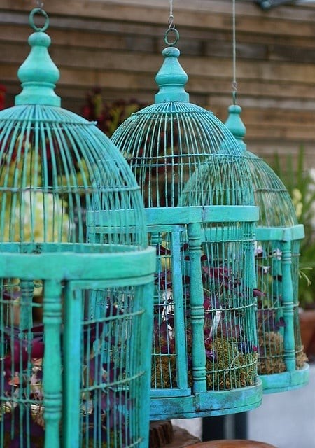 4. Cages à oiseaux.... sans oiseaux.