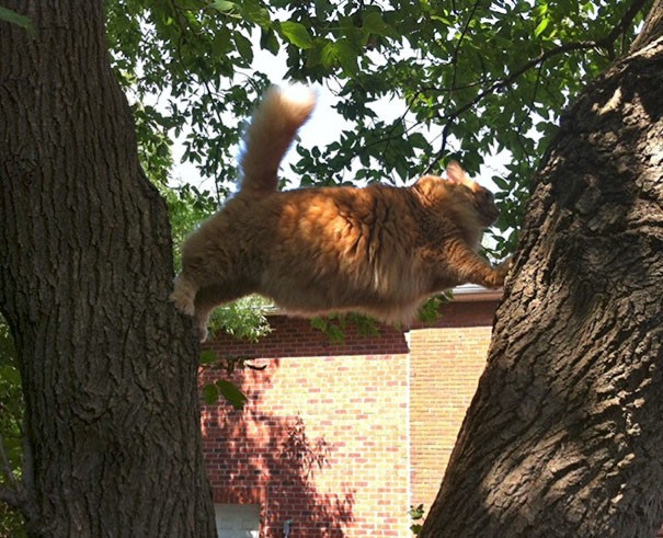 1. "An impeccable technique ... but now how do I get down?"