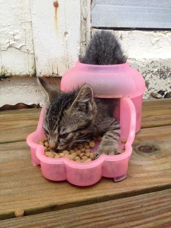 11. Crunchy cereal bowl with a hungry kitten included.