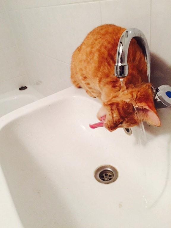 13. "Qualcuno deve aggiustare il rubinetto, perché mi bagno tutto quando bevo!"
