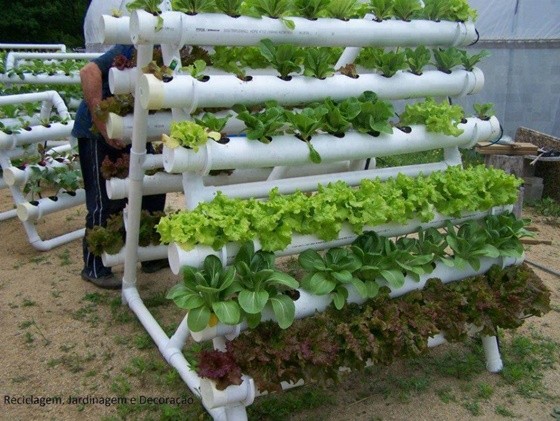 3. Vertical vegetable garden --- easily said and done with PVC pipes!