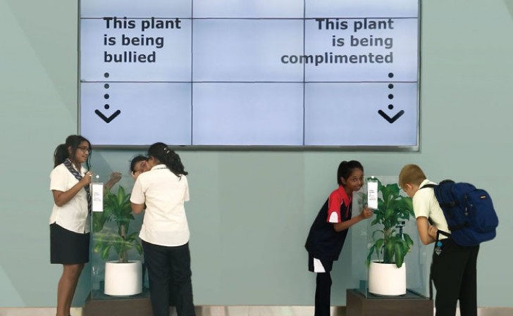 IKEA asks students to "bully" a plant for 30 days and the result opens our eyes! - 1